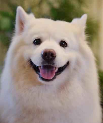 什么狗颜值又高又好养,什么狗最好养又听话高颜值