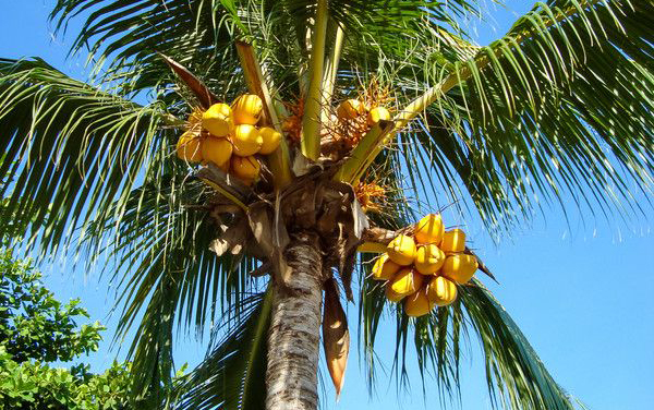 椰香味十足的椰子脆块,马来西亚椰子脆