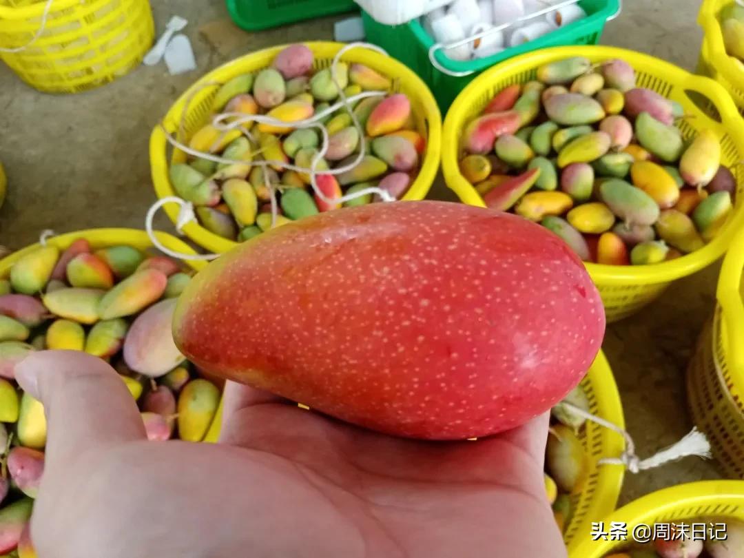 爆甜贵妃芒海南三亚,少吃点饭给榴莲留点空间