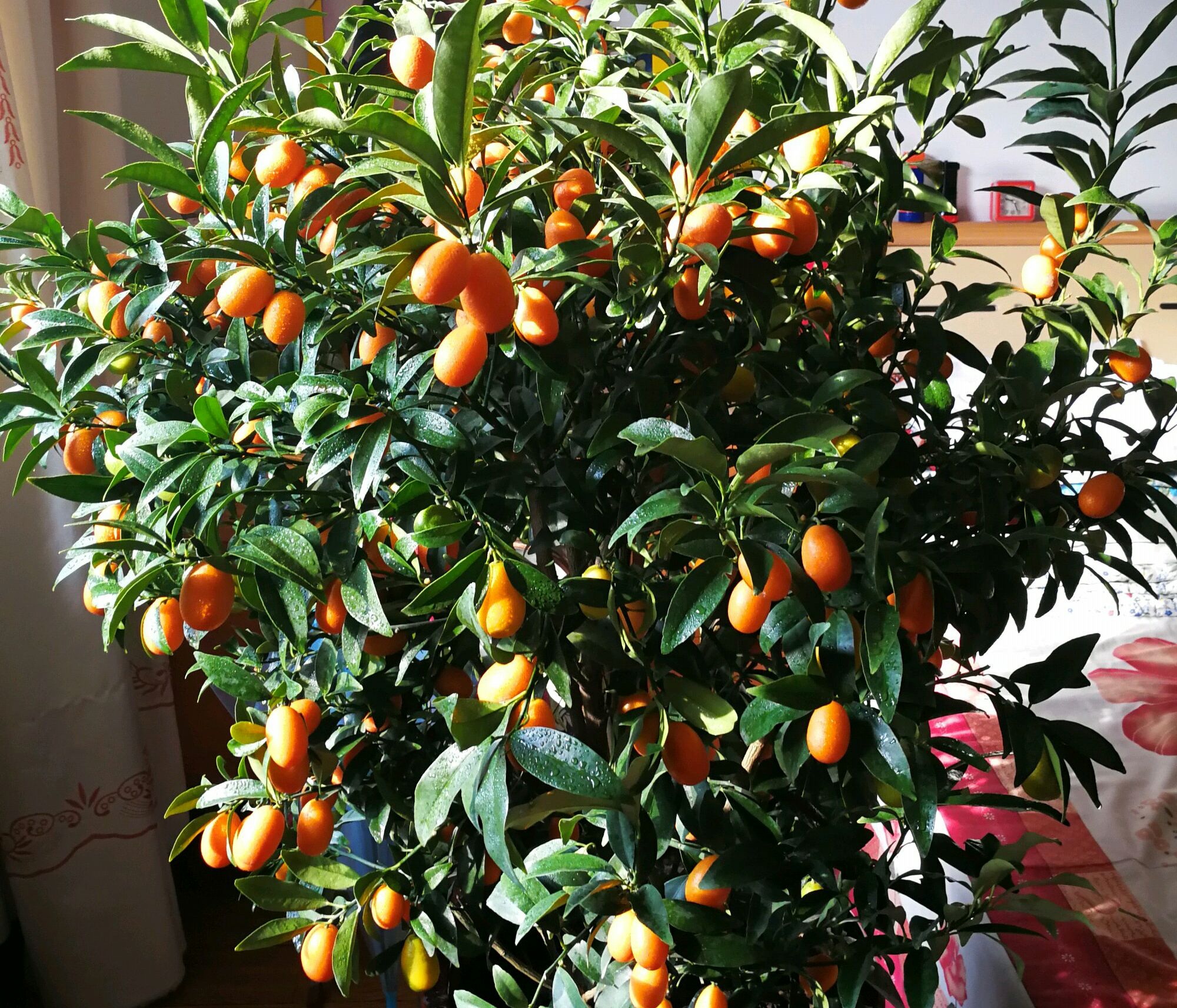 盆栽金桔掉叶是怎么回事,家庭盆栽金桔卷叶掉叶怎么回事