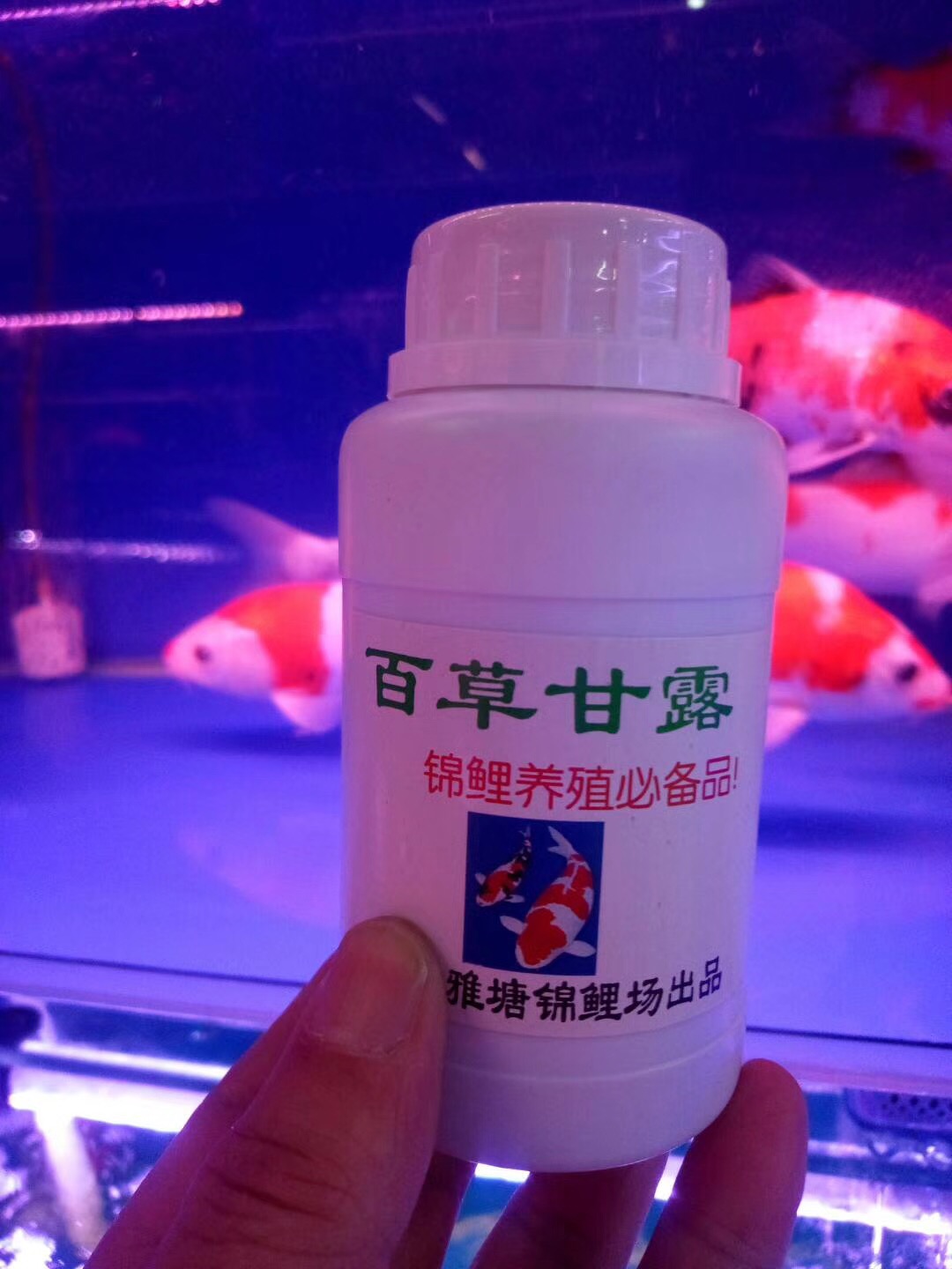 鱼缸养锦鲤鱼的方法和技巧,鱼缸新手养锦鲤鱼的正确方法