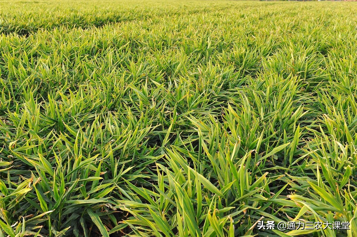 大姜的高产种植技术指导视频,大姜种植管理技术姜瘟病