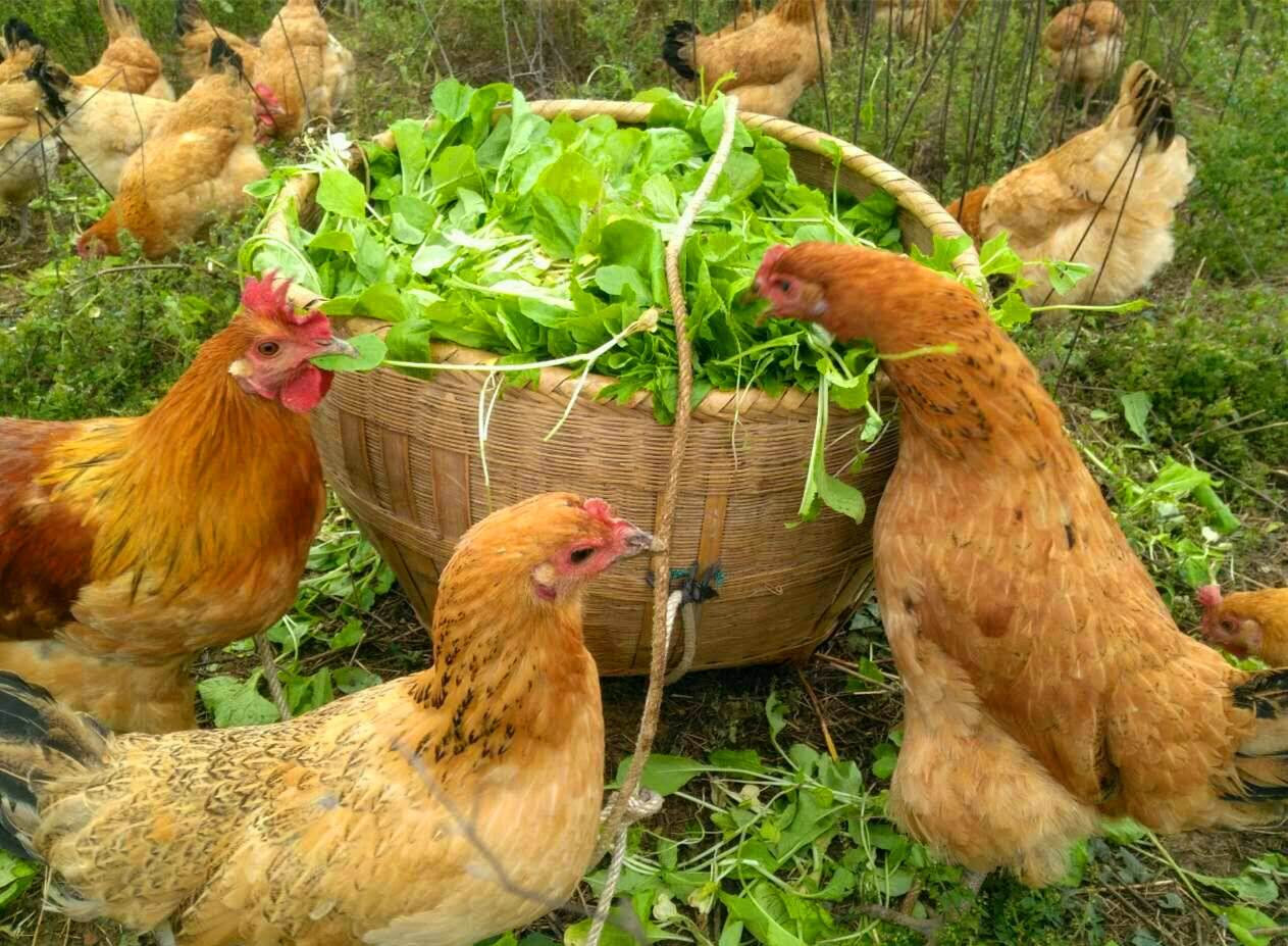 产蛋鸡啄蛋原因,产蛋鸡啄毛怎么办