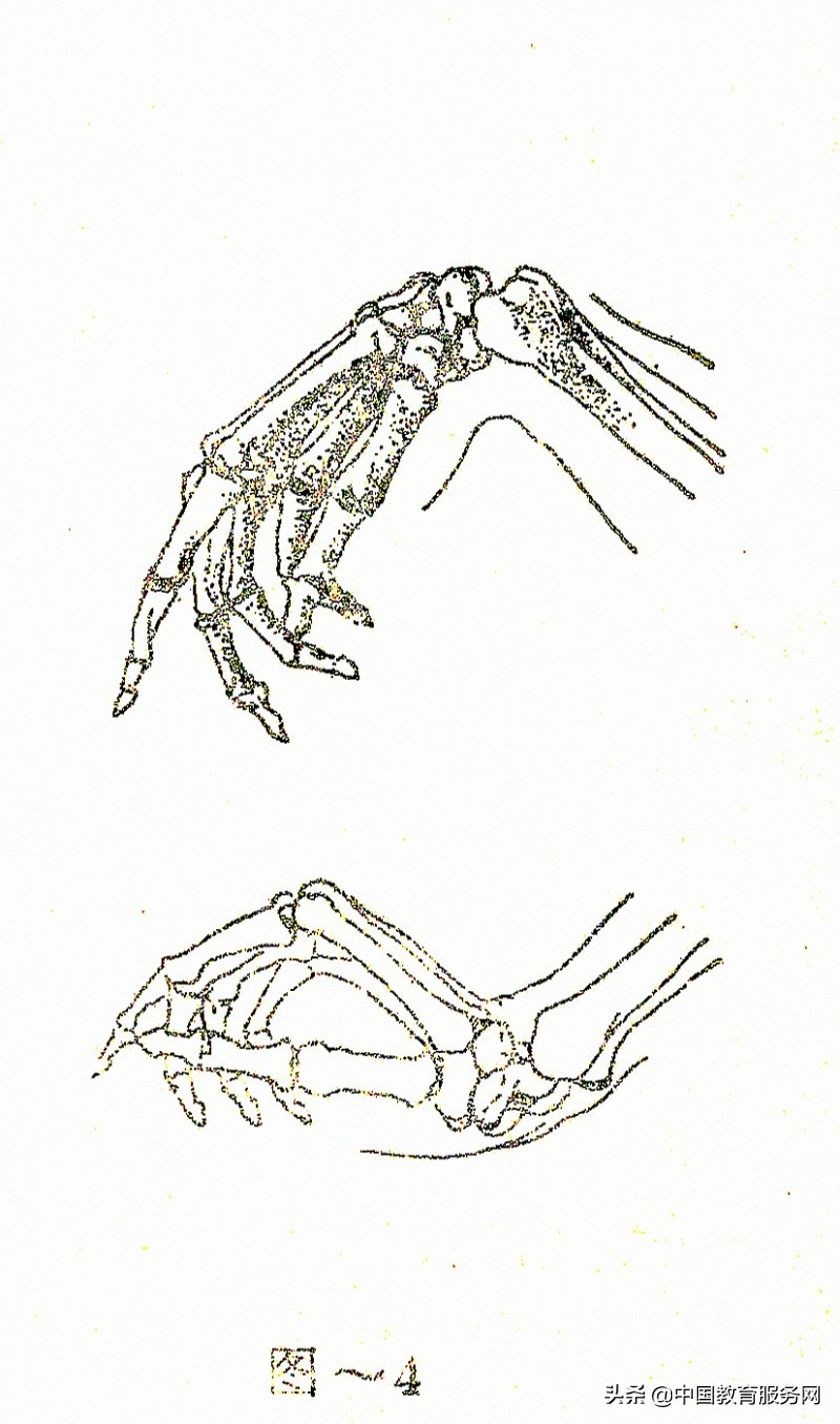 擒拿格斗的运动规律和人体的解剖结构