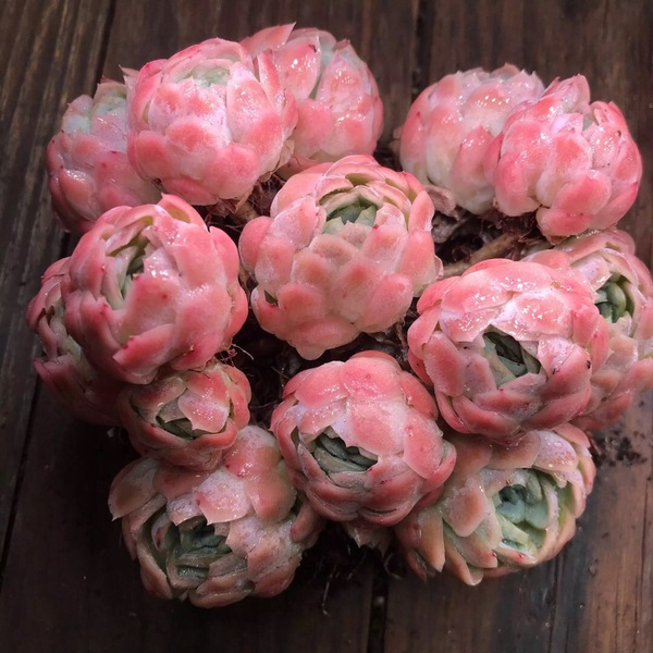 夏季养多肉就养冰莓，不休眠，不怕晒，越晒越香，状态还好