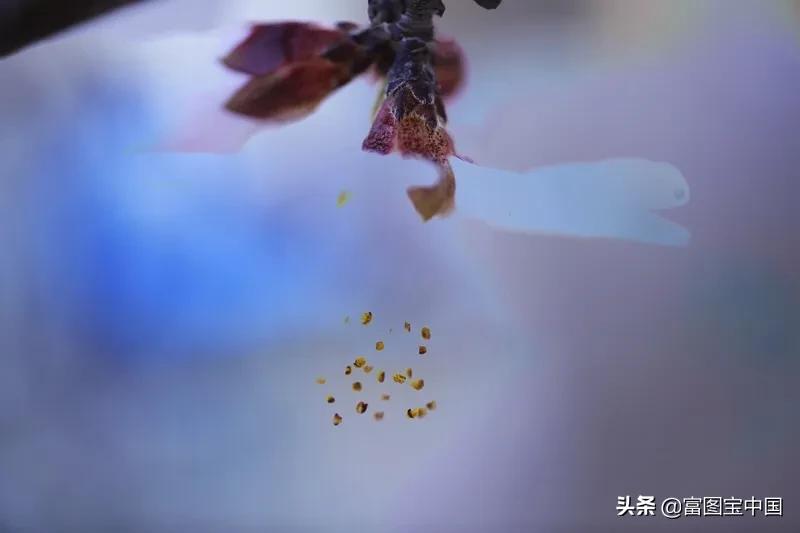 桃花怎么拍才好看,桃花怎么拍摄才能出新意