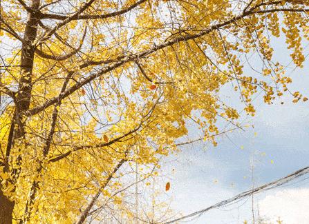 黄色警报响,黄色警报响起