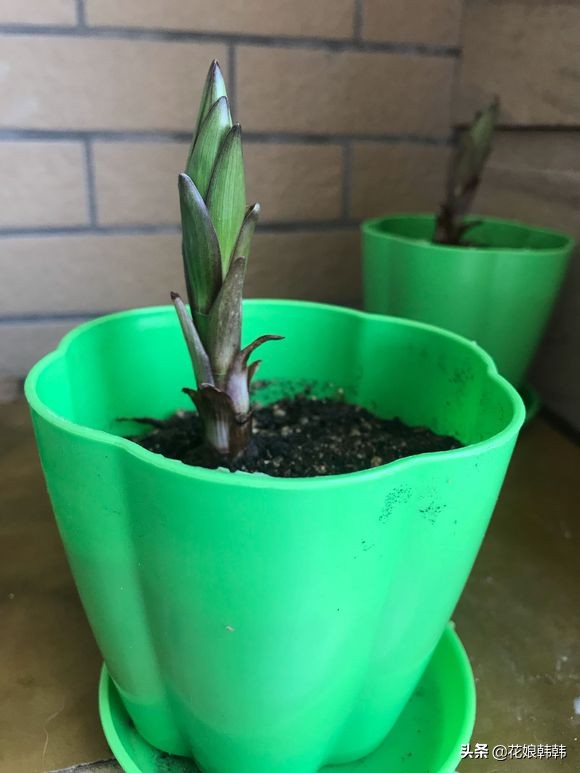 高温百合花消苞怎么办,百合花苞都黄了怎么回事