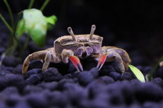 鱼缸内养黄颈侧头龟能长多大,黄头侧颈龟没有鱼缸怎么养