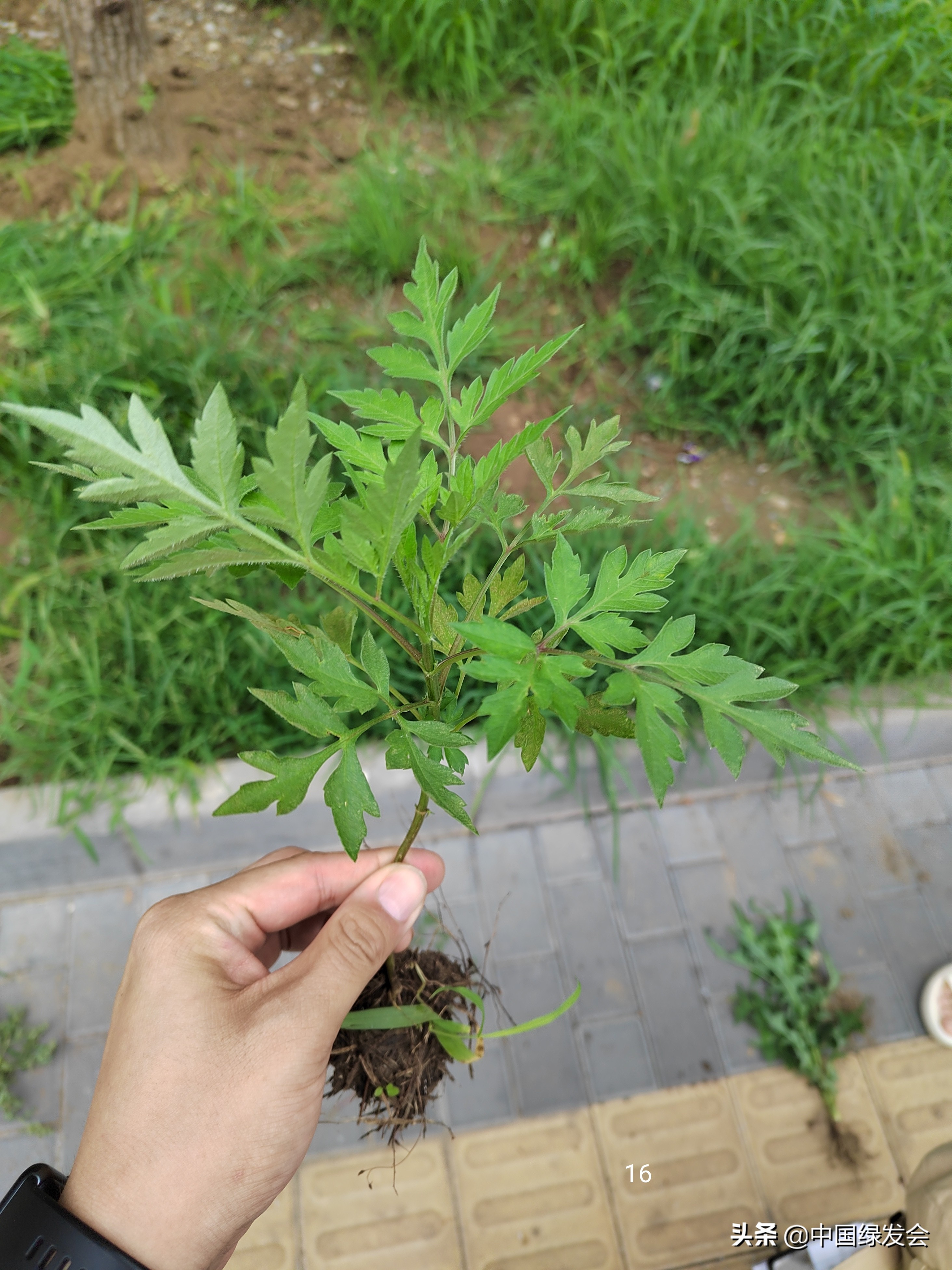 去野草留“精华”，整齐划一的草坪如何体现北京生物多样性？