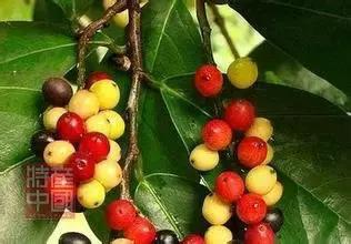 世界稀奇水果品种大全,世界热带奇特水果品种介绍