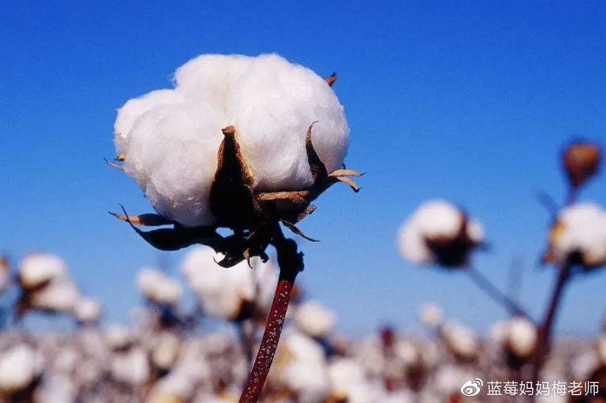 被芯纯棉的新疆的,被芯纯棉新疆