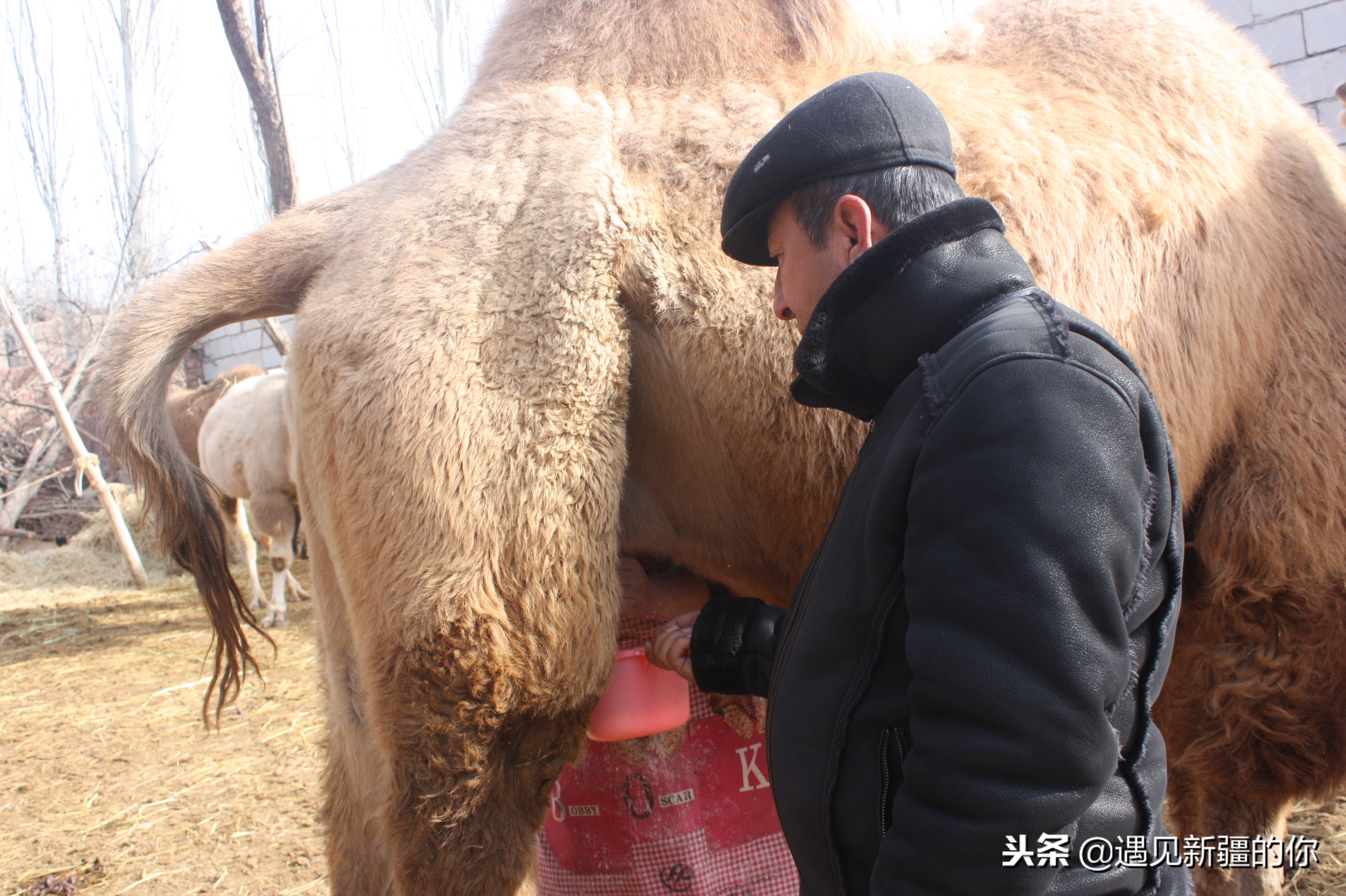 *疆新**天山南麓的一个山区产一种奶，受到游客的追捧千万别错过