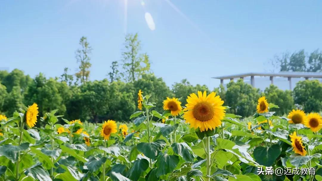 专转本院校介绍之|扬州大学