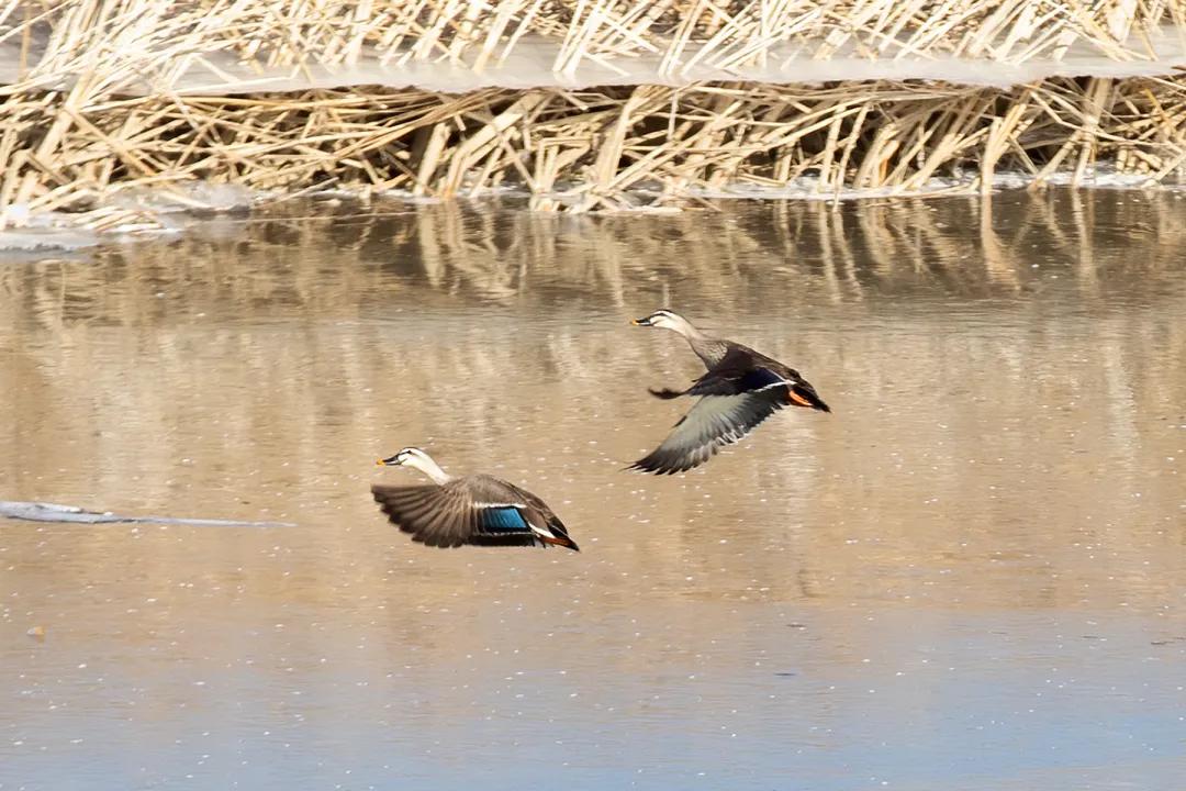 涂上黄色的“润唇膏”,TA就是野鸭中最靓的仔