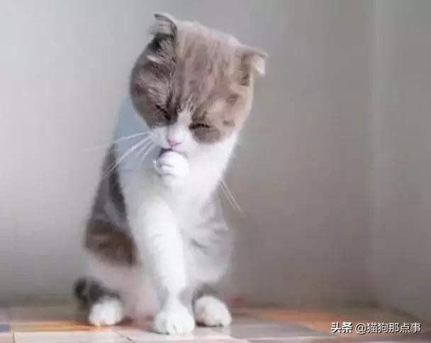 猫得猫瘟不想养了,养过猫瘟的猫能养狗吗