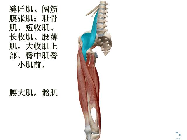 腿粗的秘密,腿粗的秘密有哪些