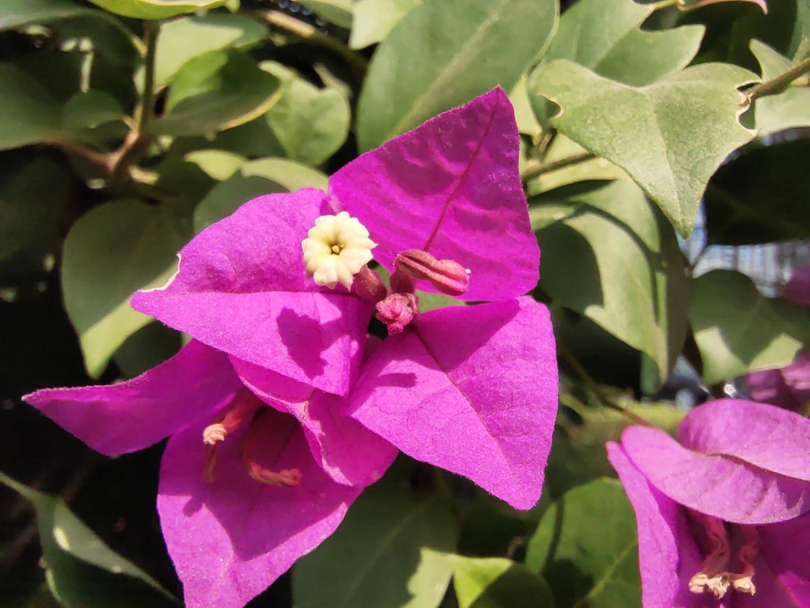 抓住最美时刻,vivos5照相技术