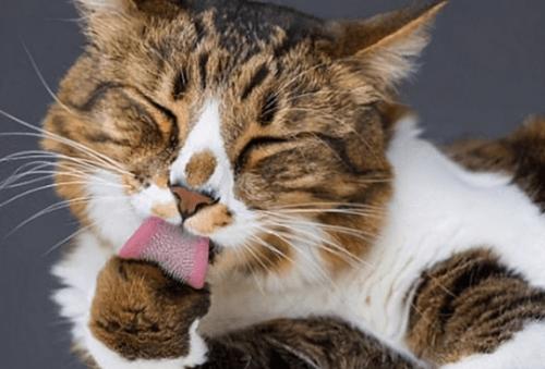 养猫经验猫总是呕吐怎么办,小猫咪想呕吐却呕吐不出来怎么办