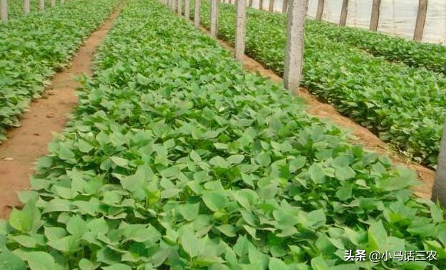 红薯施什么防止长藤,阴雨天红薯藤疯长怎办