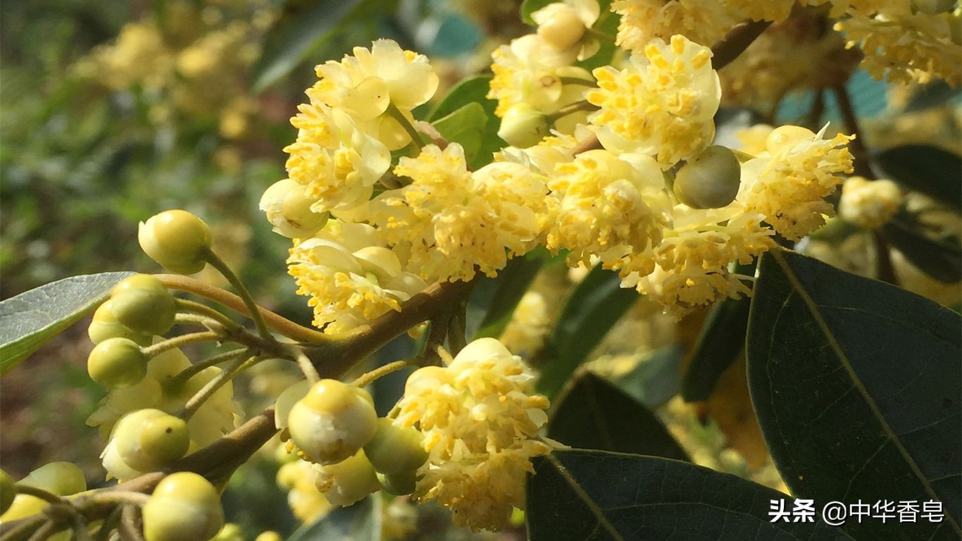 落雪染影香皂，雪花在清风中微微颤抖着，空气中弥漫起淡淡清香