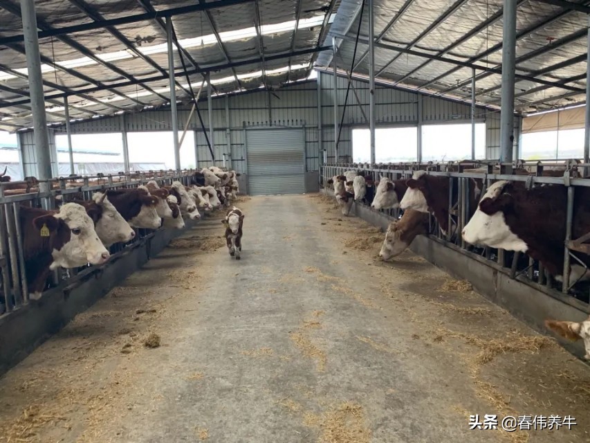 牛不反刍！不倒嚼！按这个方法治疗！百试百灵！