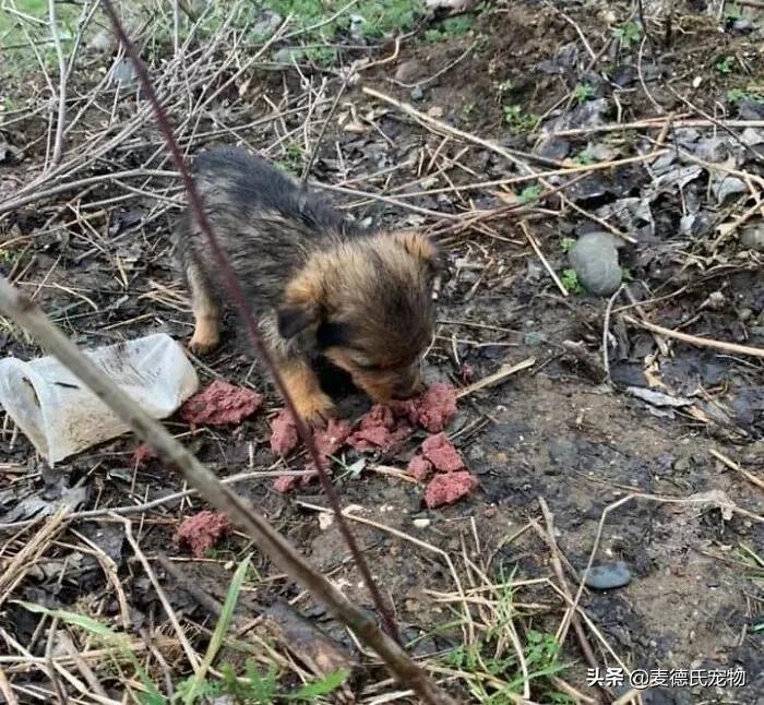 小狗狗捡回来后的成长,捡到一只小狗狗把它带回家