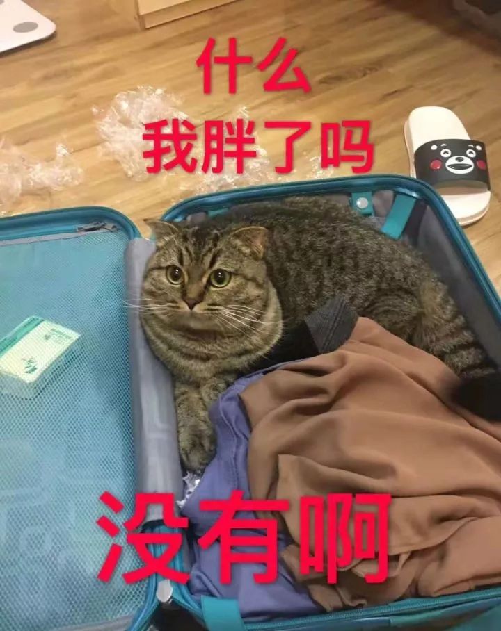 一个人养猫有什么烦恼,一个人生活养只狗靠谱吗