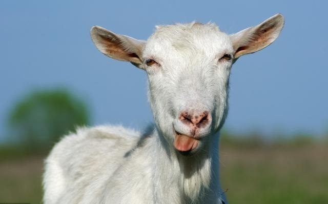 为什么羊是吉祥的,羊的性格温顺吗