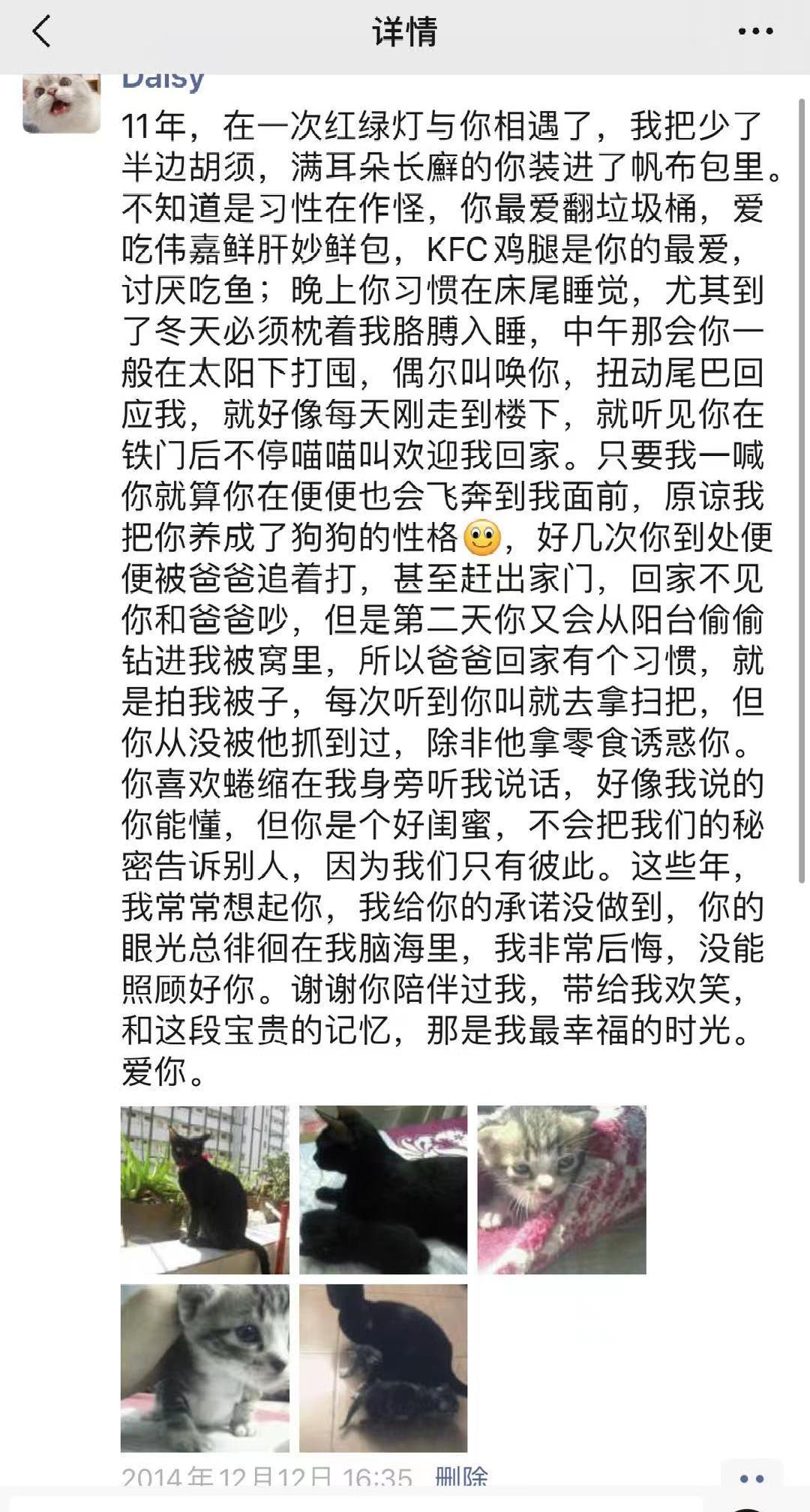 中华田园猫黑猫绿眼,中国田园猫咪黑猫