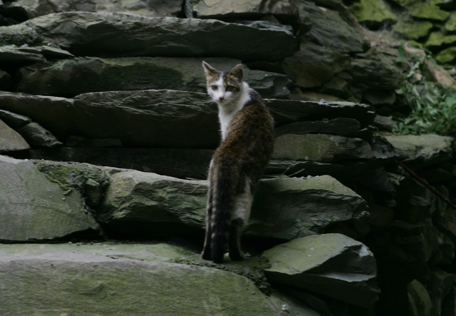 湘西保靖县有多少村,湘西保靖有几个镇