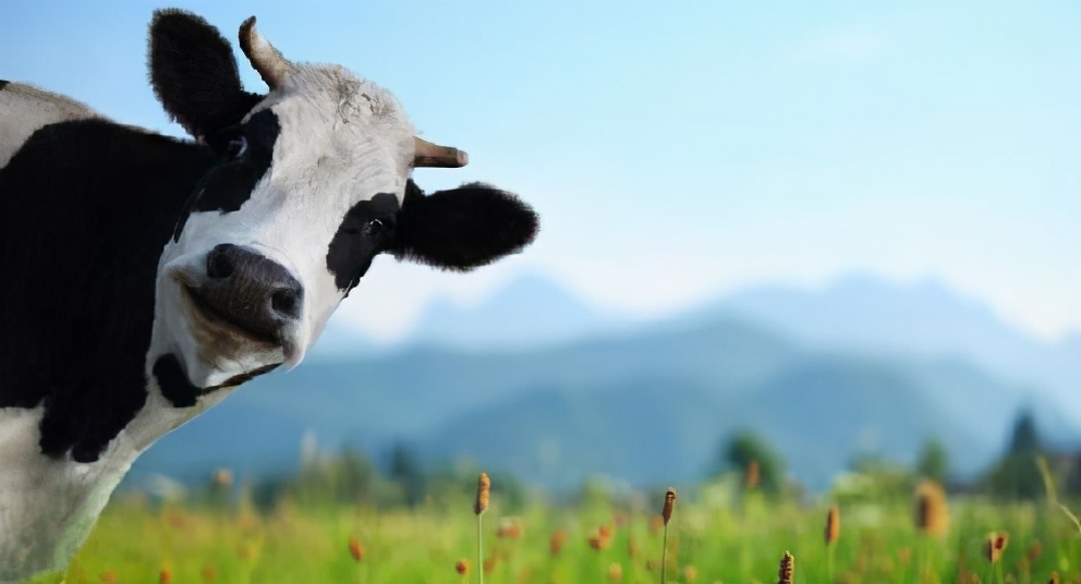 dha奶粉中起到什么作用,奶粉中的DHA有什么作用