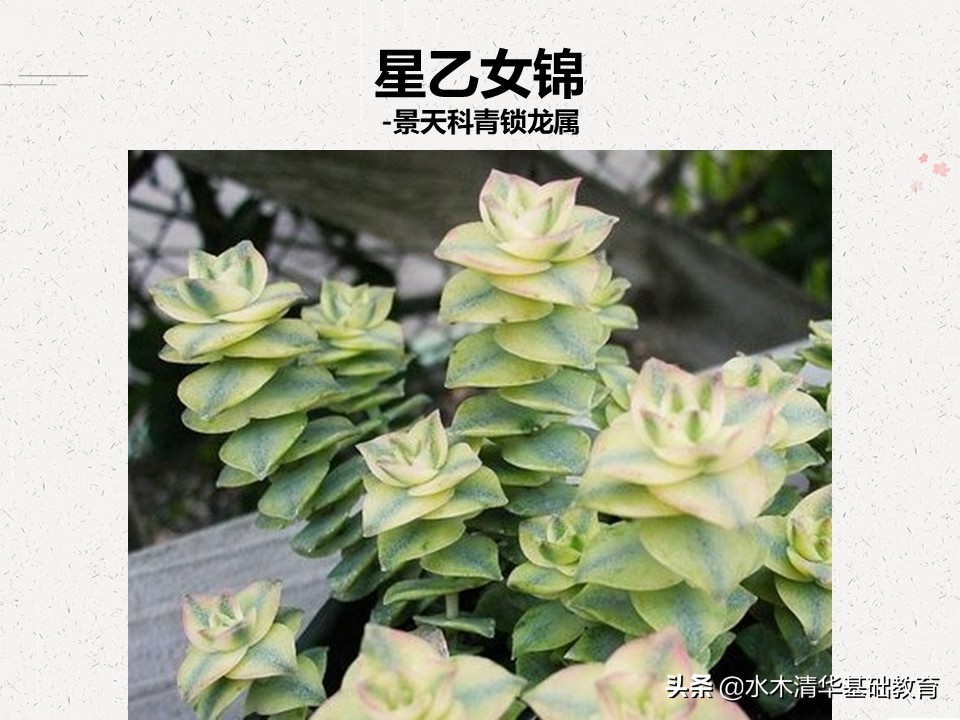 梦幻女王多肉植物百科图谱,原产地多肉植物图谱pdf