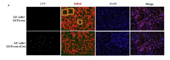 南昌大学第二附属医院，沧州中心医院等单位发表的sci论文遭质疑