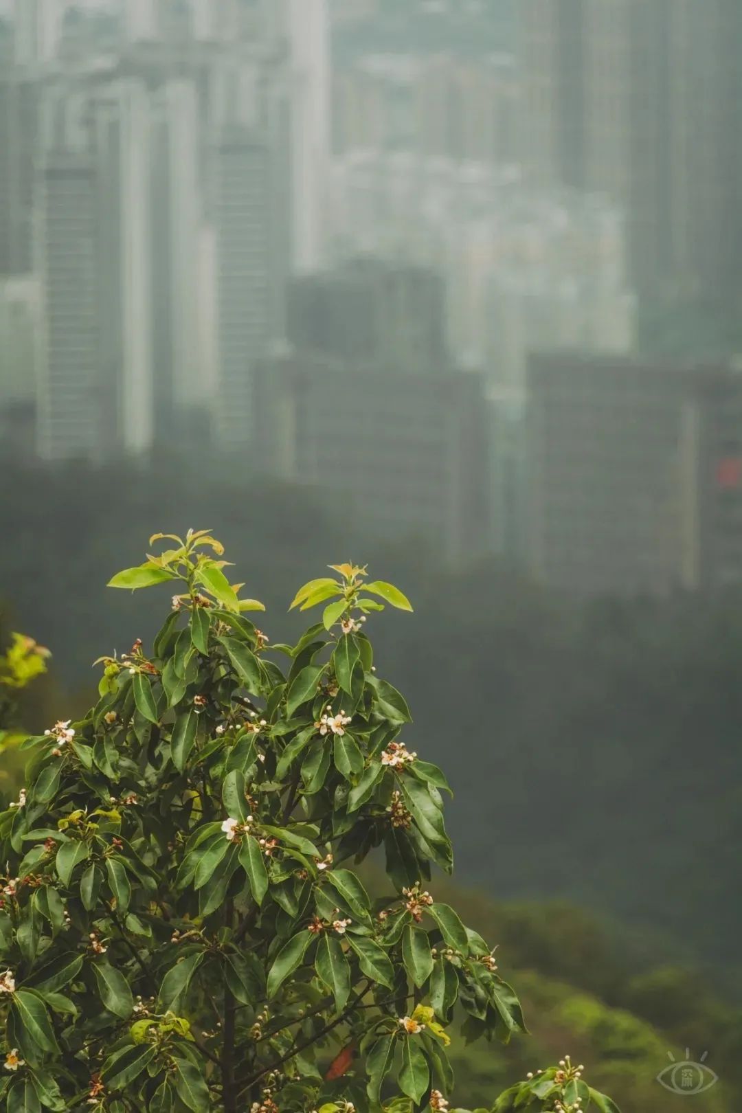 深圳值得打卡的建筑物,深圳最值得打卡的山