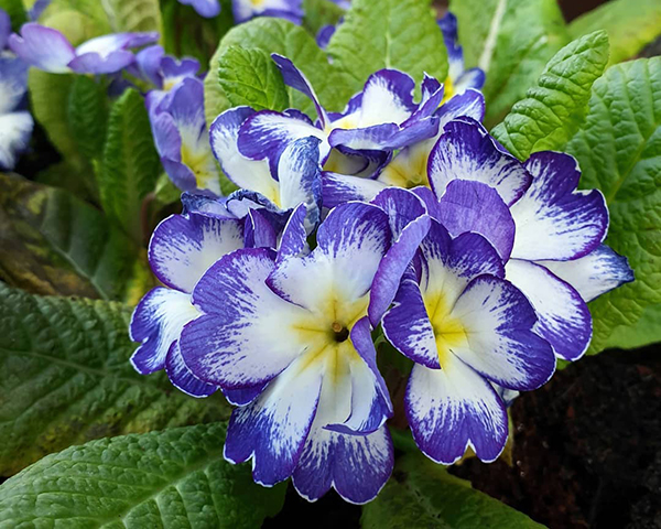 报春花怎么迎接春天,报春花怎么养才能开花