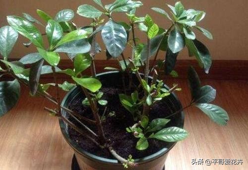 养花该怎么修剪花根,养花新手修剪步骤图解