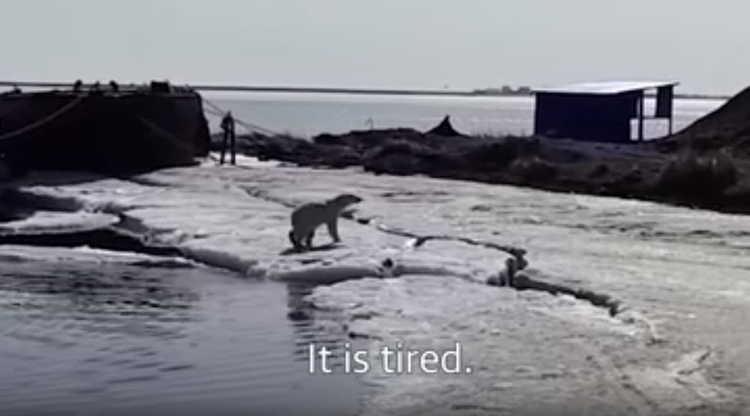 饥饿北极熊打猎视频,饥饿北极熊