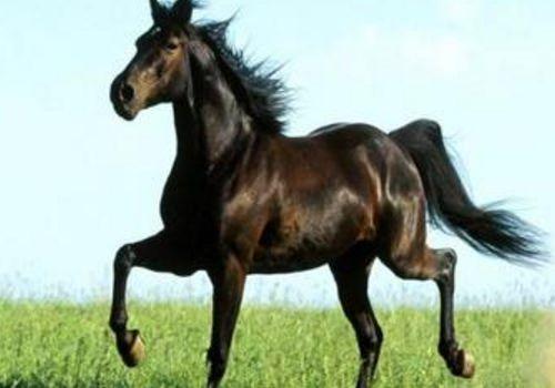 龙陵大户发家故事之：姜家马屎马