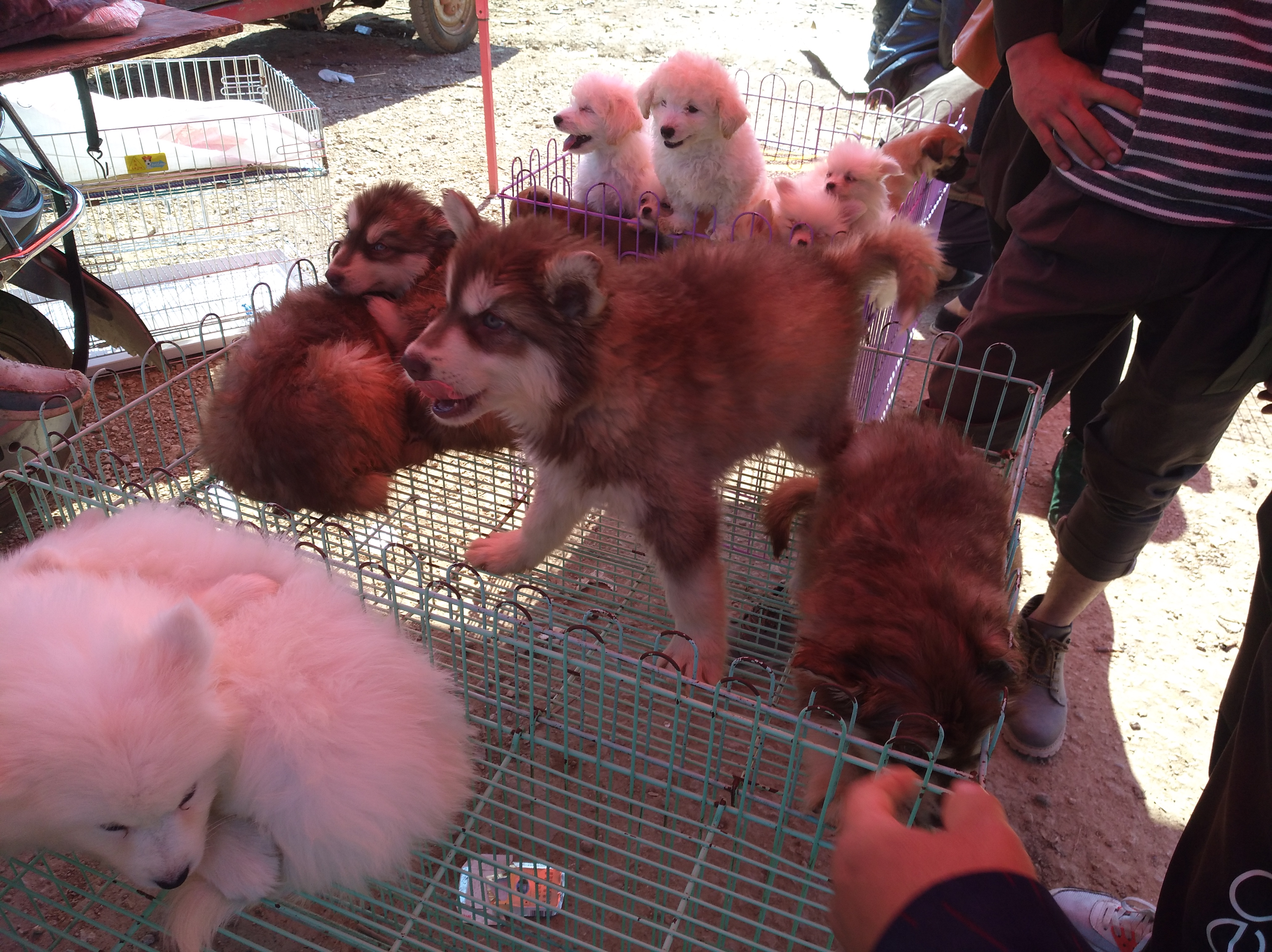 选择正规宠物托运公司,网上代购狗的靠谱吗