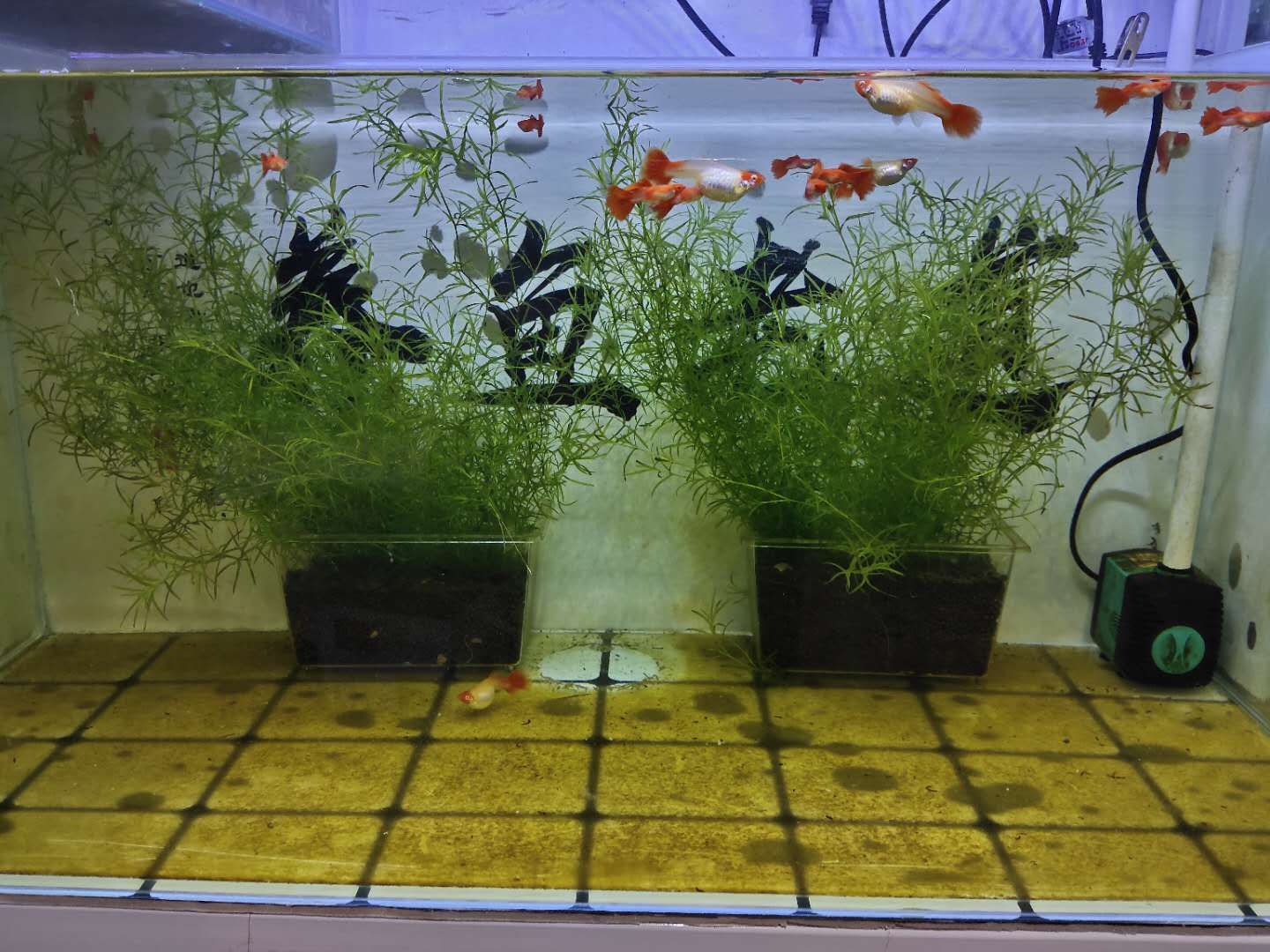 鱼缸下过滤粪便抽不干净,上过滤鱼缸怎么清理鱼的粪便