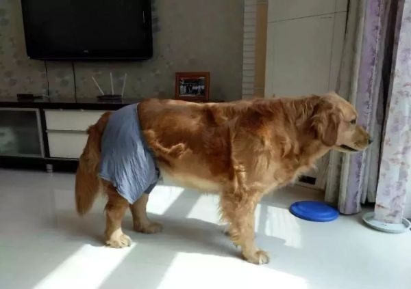 狗狗生理期突然来袭，铲屎官动手DIY，真是不给汪留一点情面