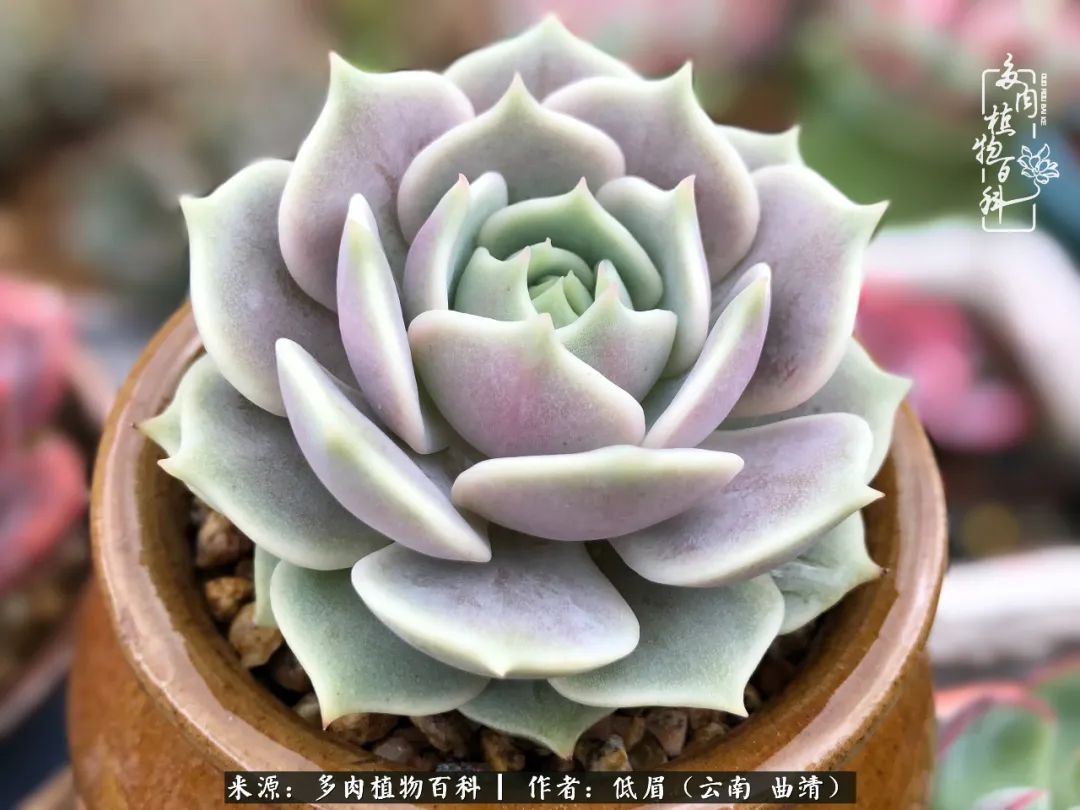 多肉怎么养度夏,多肉怎么养之度夏篇