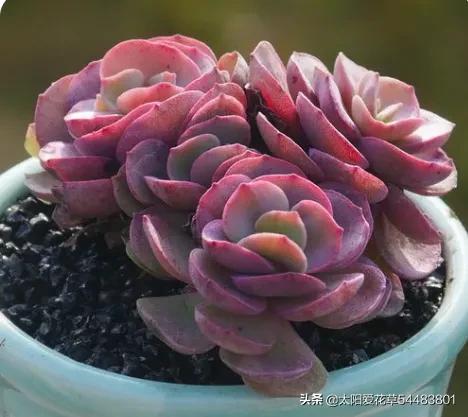 多肉秀妍怎么养,多肉秀妍爆盆了怎么处理