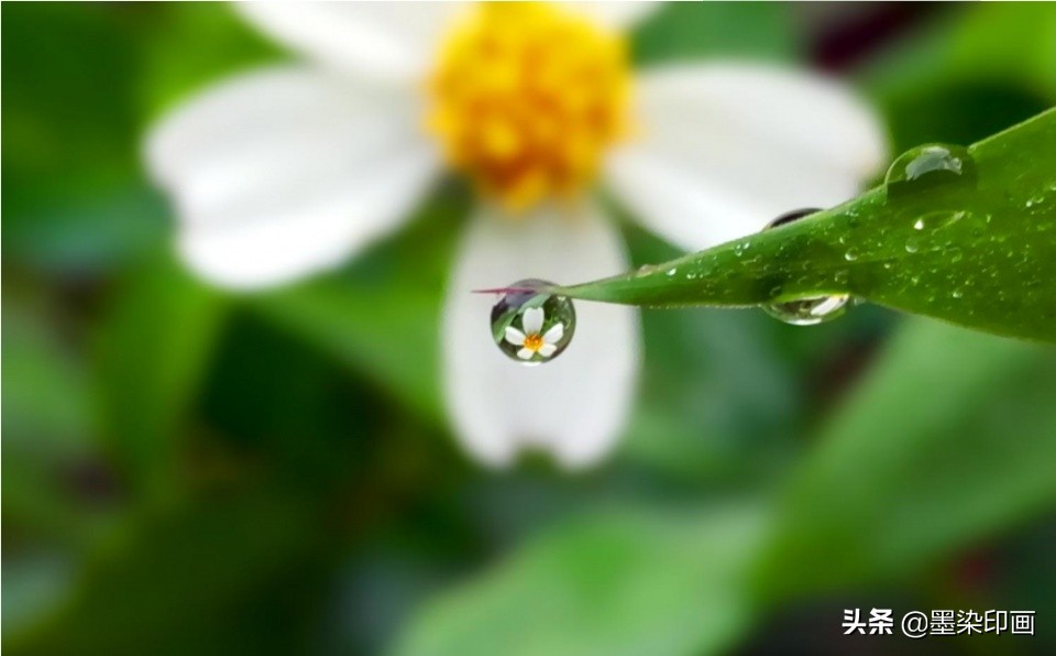 微距拍摄技巧与方法,如何拍摄清晰锐利的微距照片呢