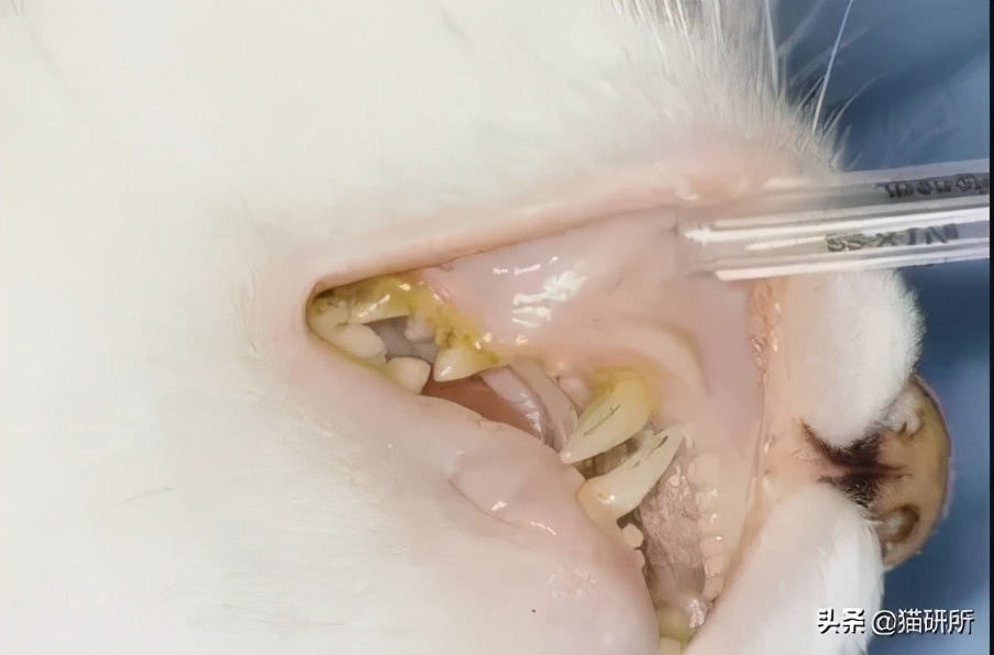 猫咪肚子圆鼓鼓，怎么区分是胖还是生病？