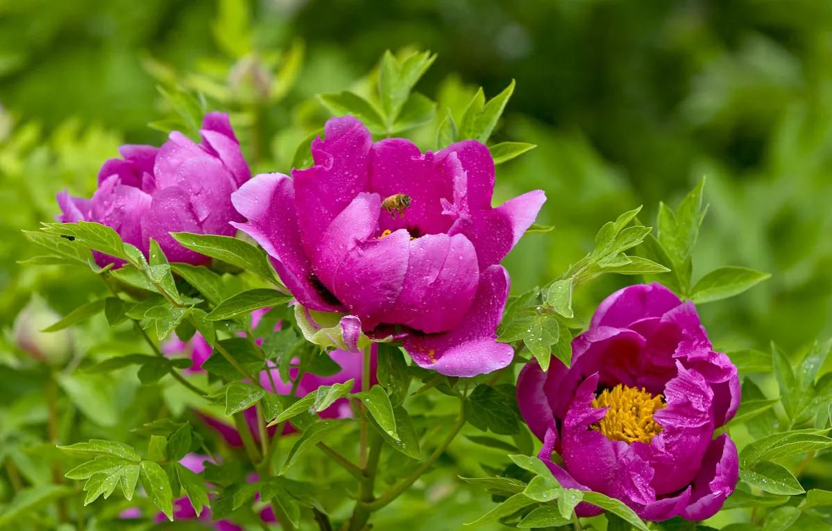 春季盆栽牡丹花蔫了怎么办,牡丹花夏季枯萎的原因有哪些