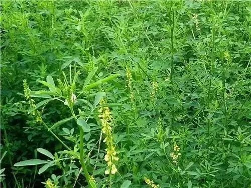 农村常见野花野草,这些野菜农村随处见
