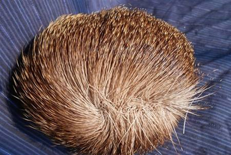 道孚县特色小吃,四川道孚有什么特产