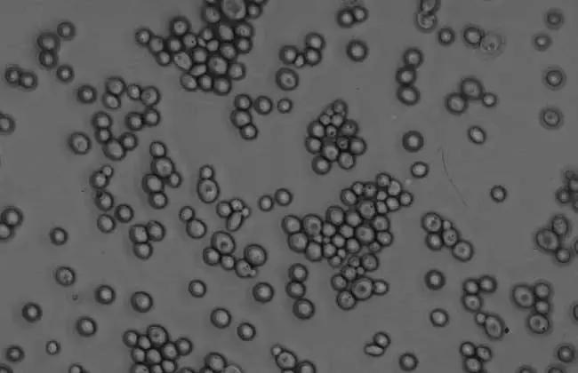 让男人伤心的女人什么样的,让男人悲伤的女人